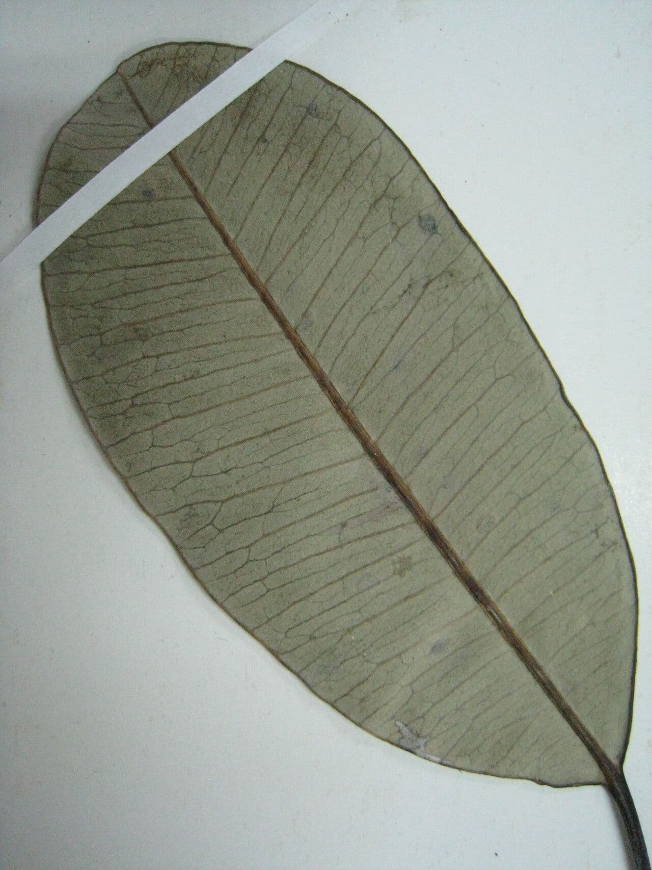 Aspidosperma 7