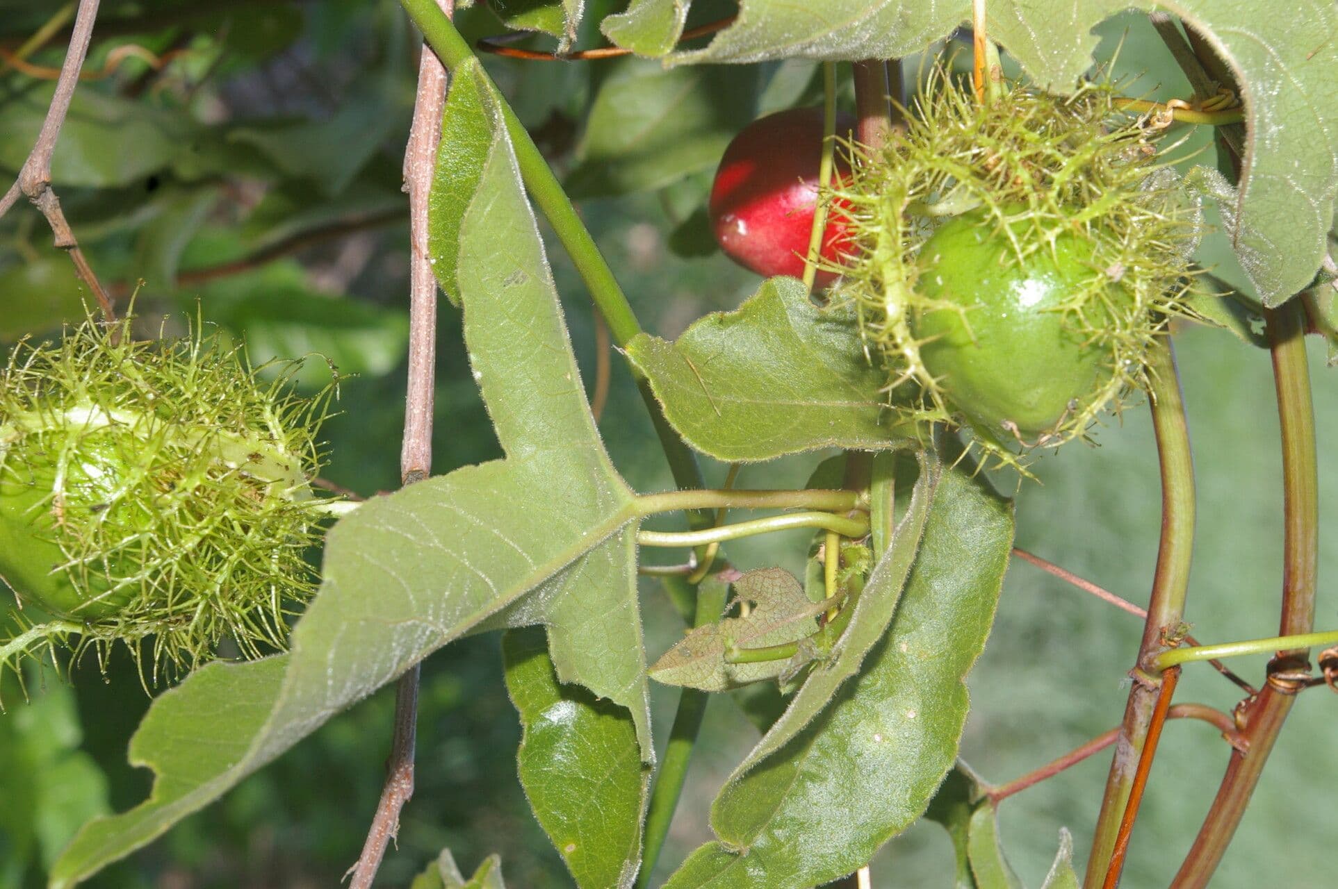 Passiflora