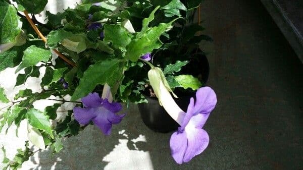 Ruellia tuberoso 14