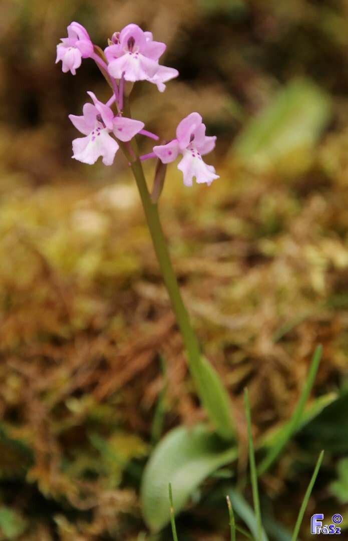 Orchide a quattro macchie 9