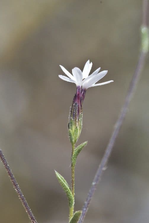 Lessingia 3