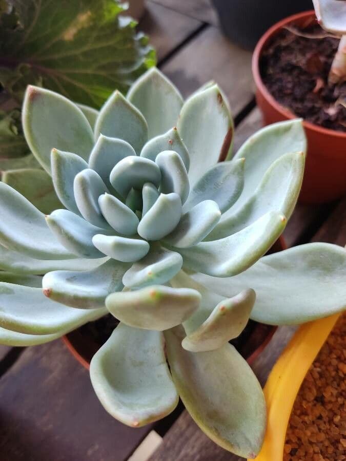 Echeveria elegante 16