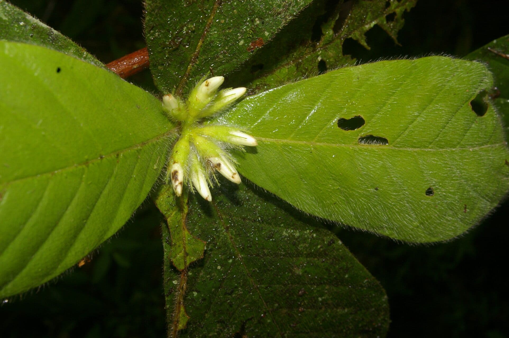 Duroia 6