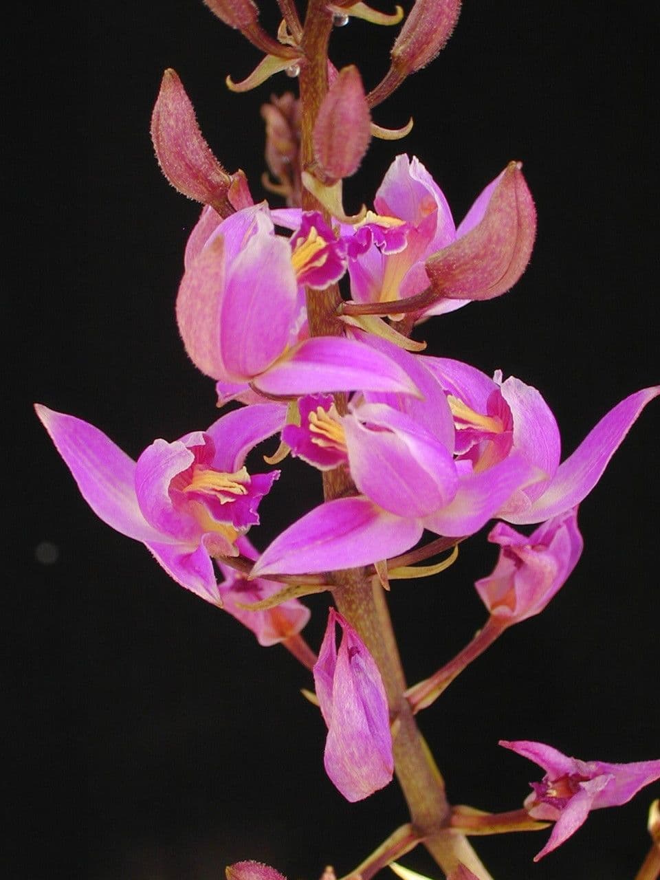 Bletia purpurea 3