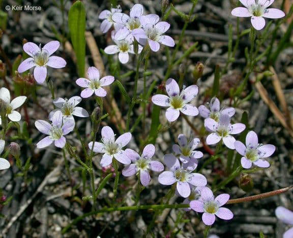 Navarretia leptalea 8