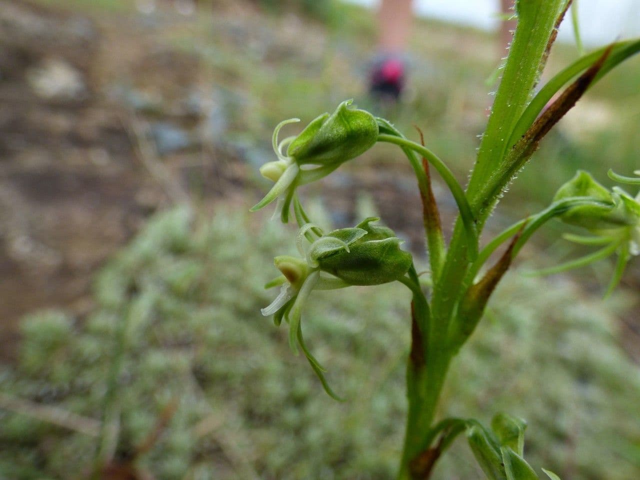 Orchidea 5