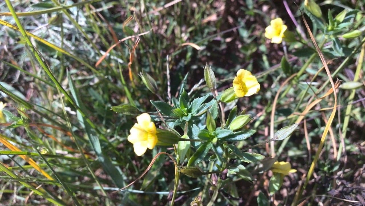 Mecardonia procumbens 11