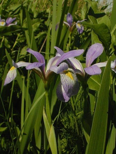 Iris 6