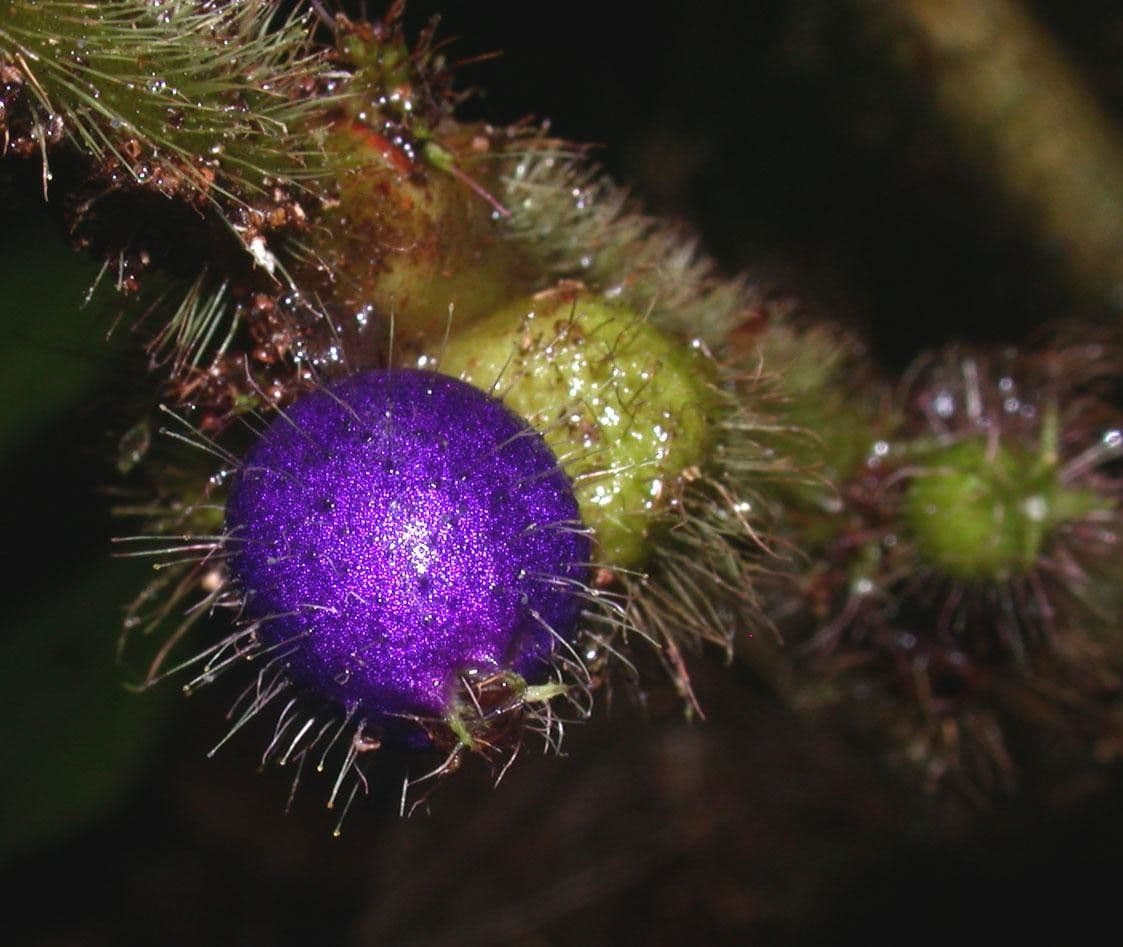Miconia 5