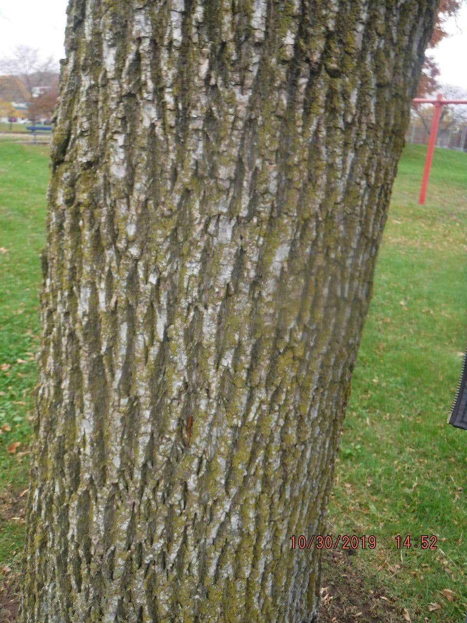 Schwarzes Esche 13