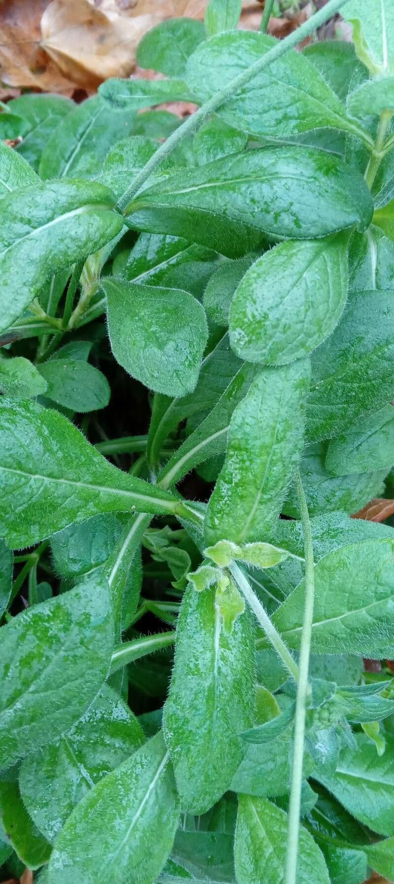 Knautia 19