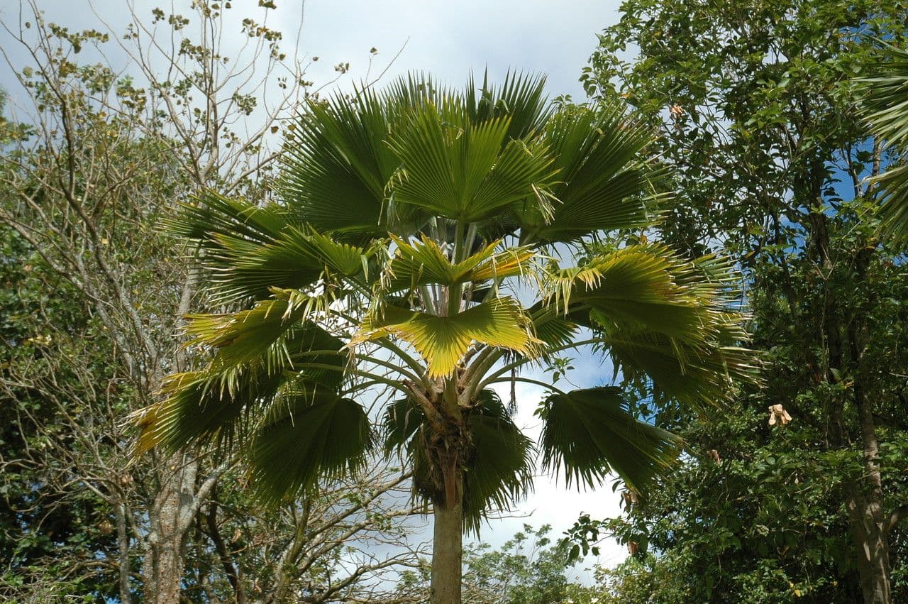 Pritchardia 4