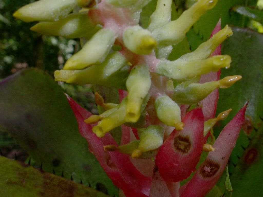 Aechmea nudicaulis 3