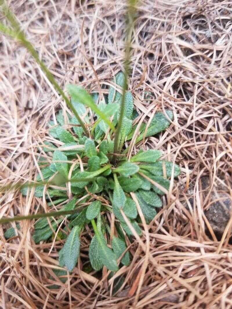 Coclearia sassifraga 19