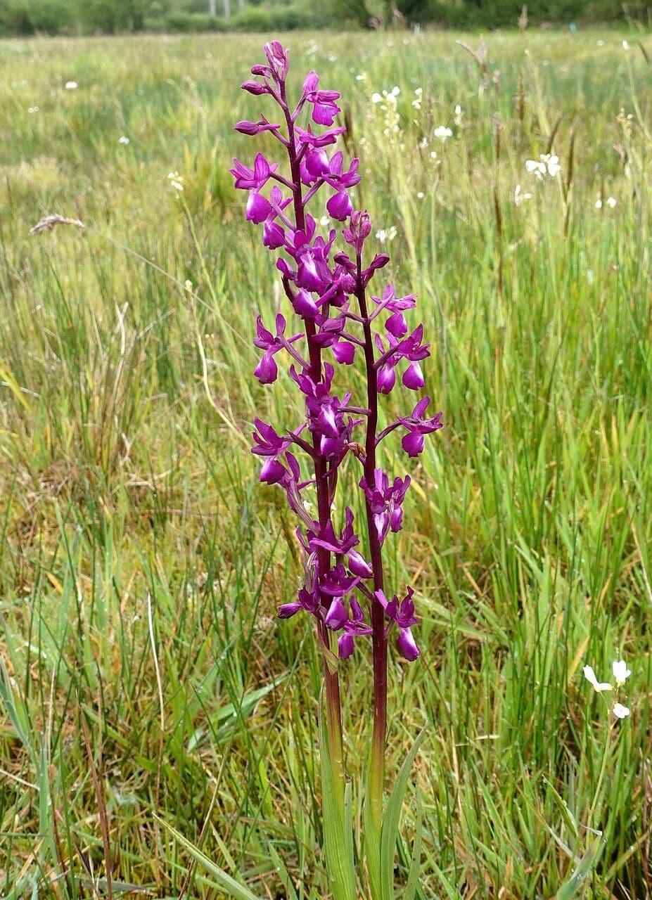 Orchide di palude 11