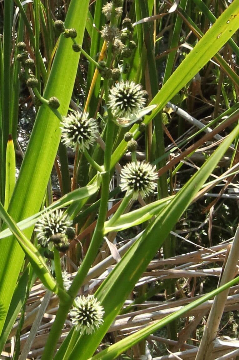 Platanaria 6