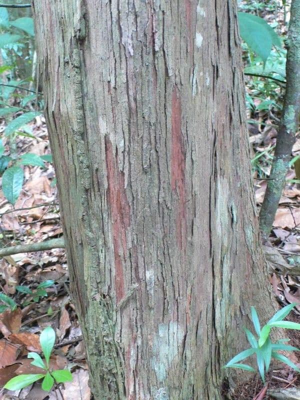 Chaetocarpus 5