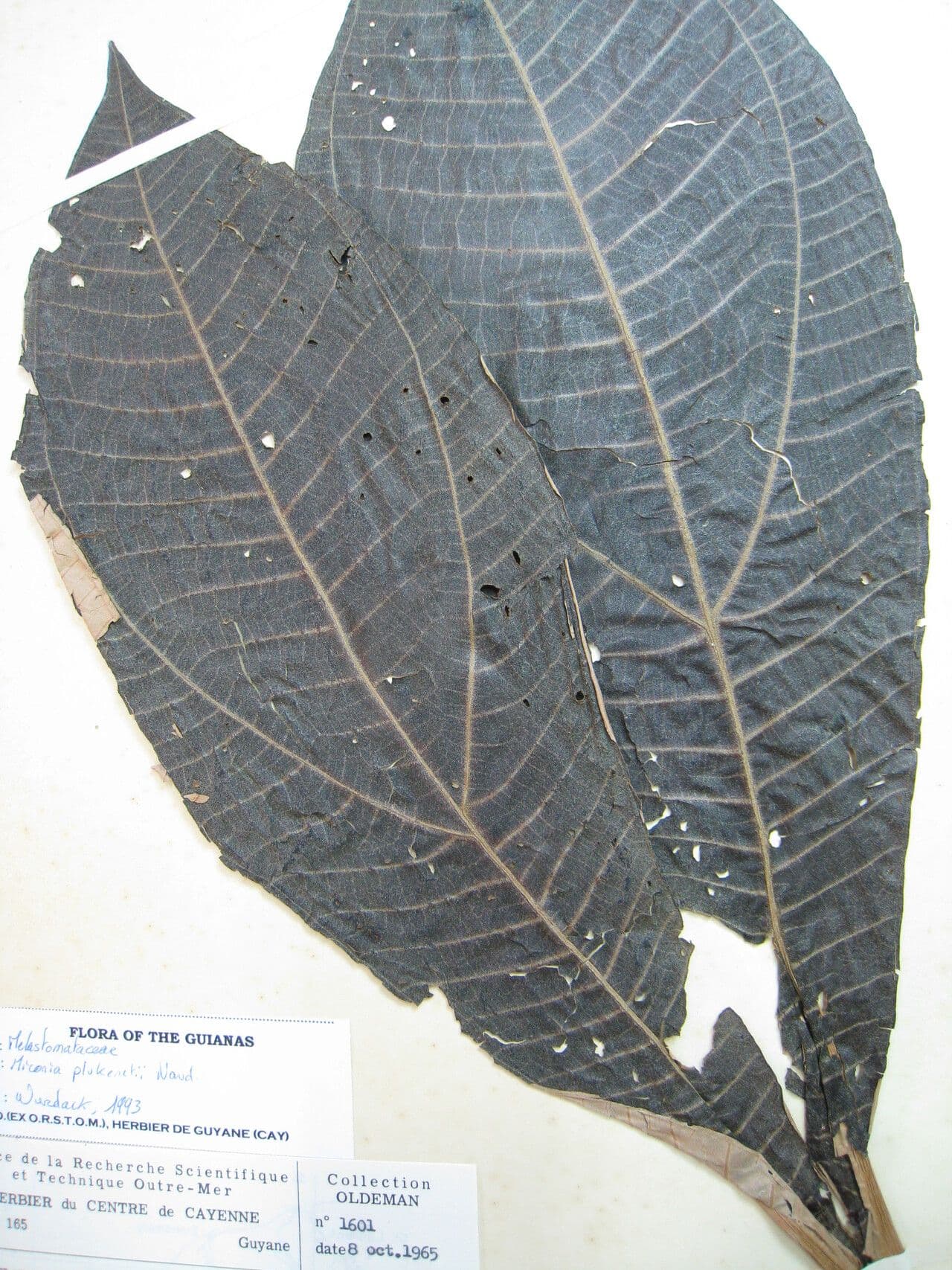 Miconia 6