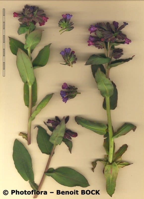 Polmonaria morbida 16