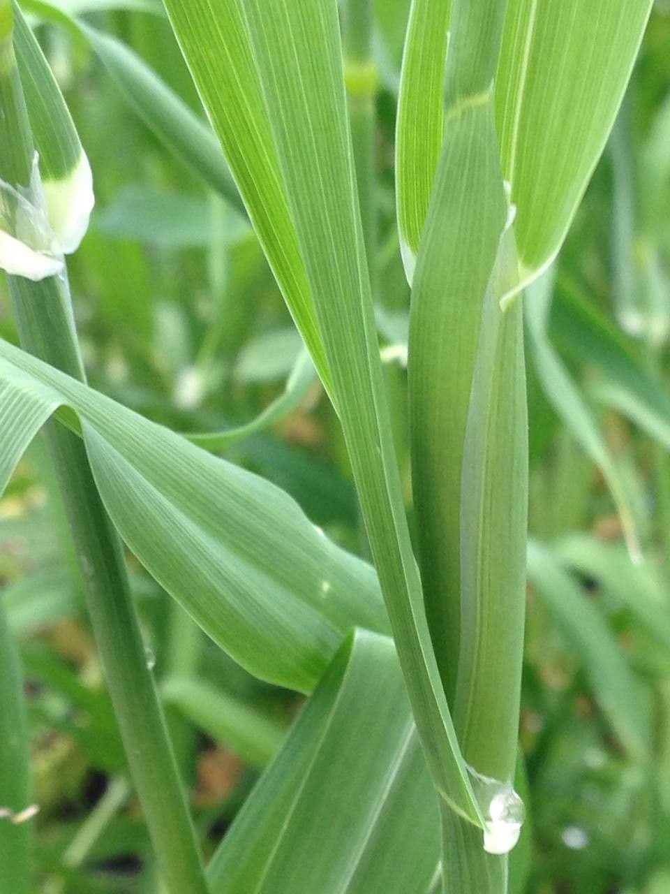 Scagliola 24