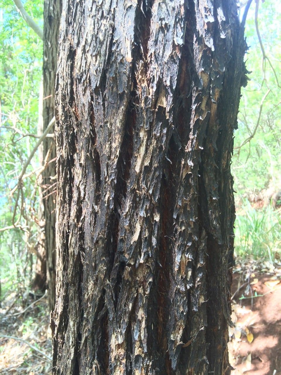 Robust-Eukalyptus 23