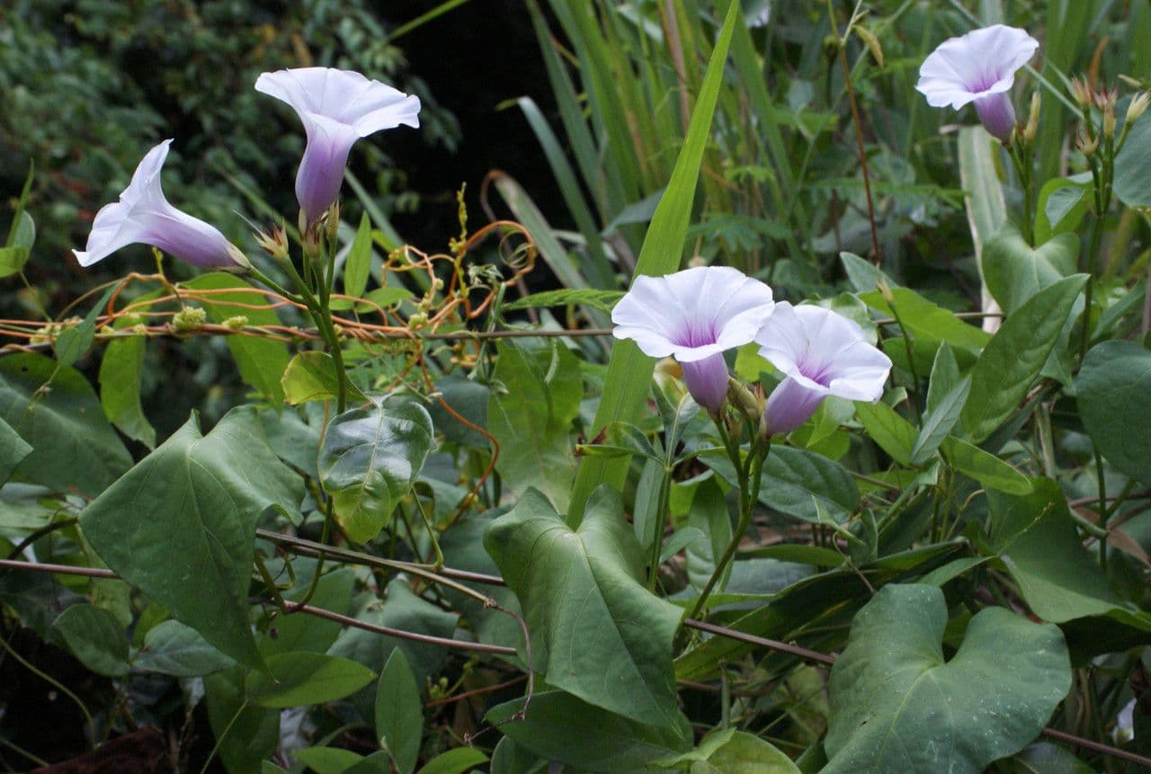 Ipomea carnosa 13