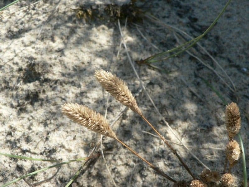 Codolina delle spiagge 10