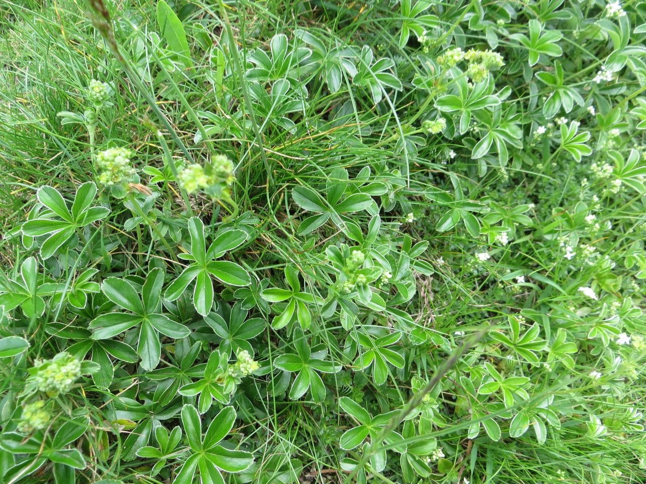 Alchemilla saxatilis 9
