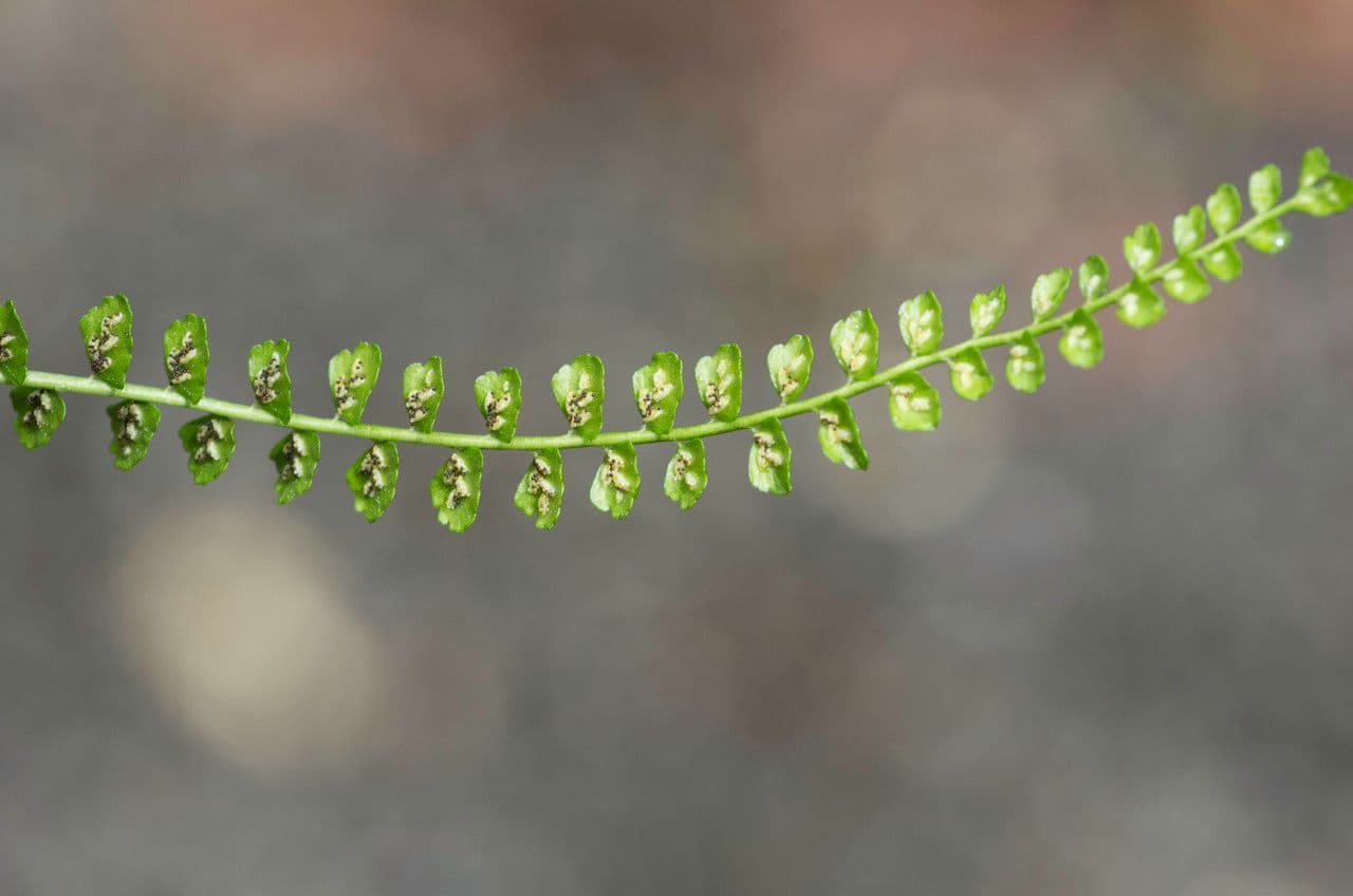 Asplenio verde 7