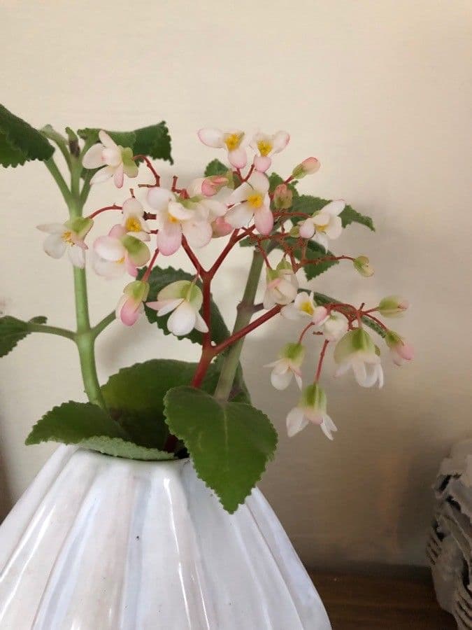 Begonia 5