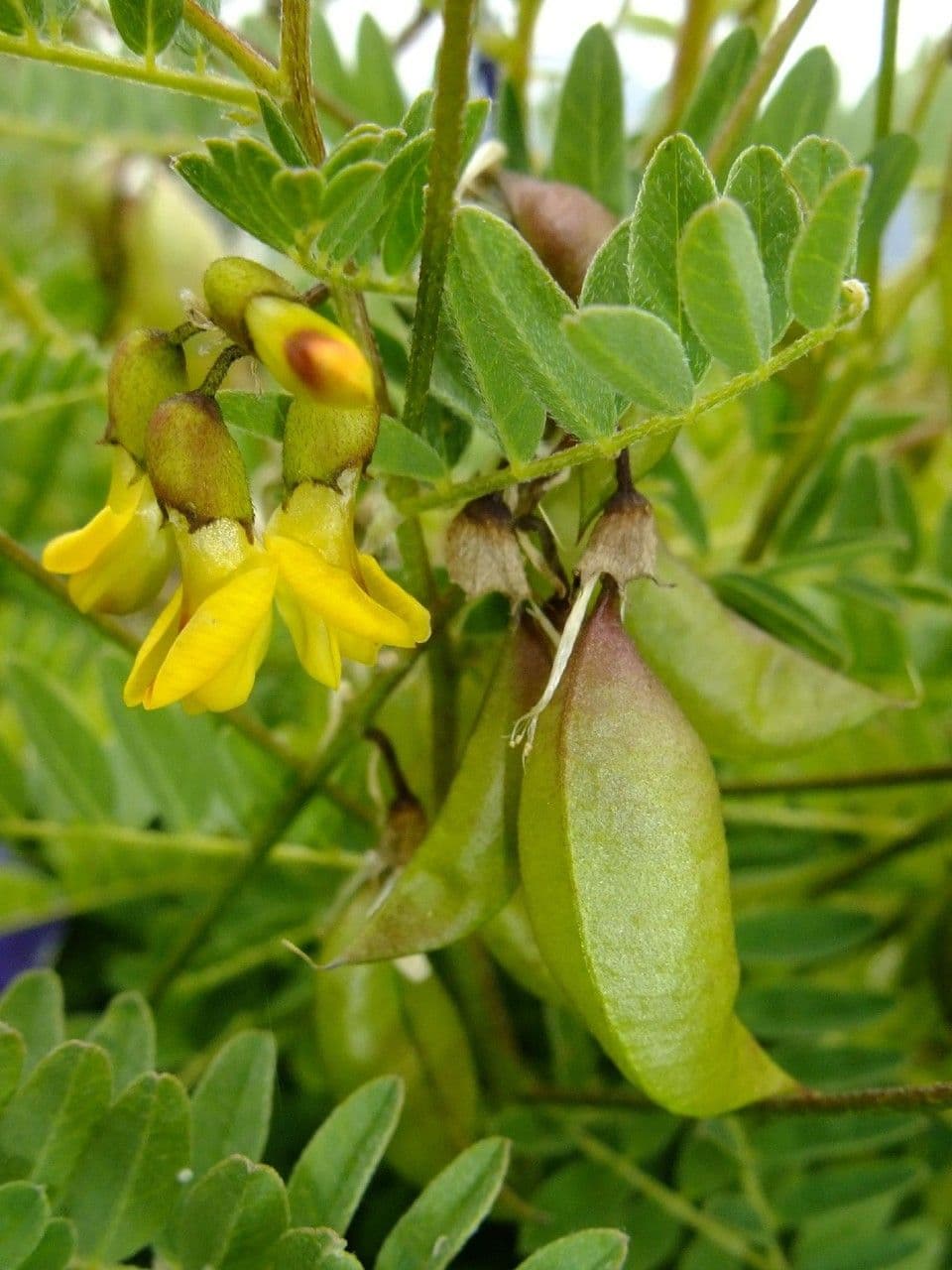 Astragalus penduliflorus 4