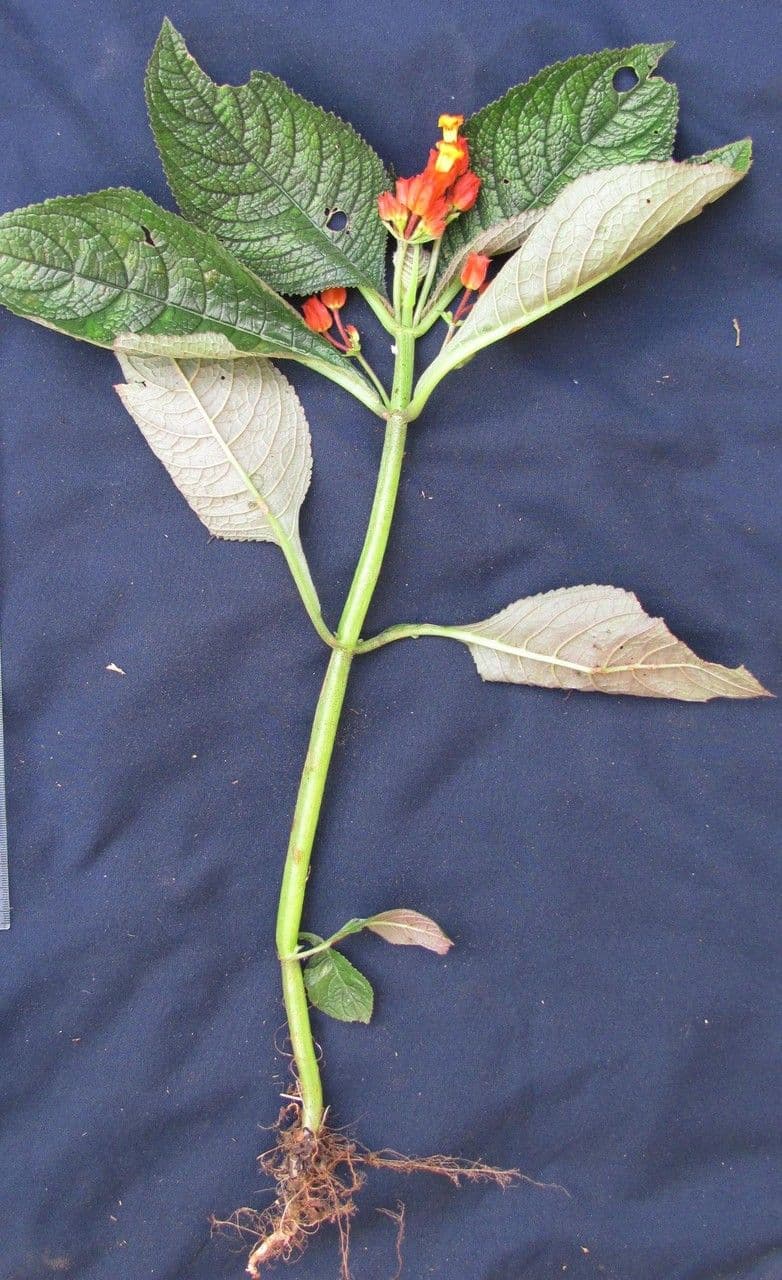 Chrysothemis pulchella 20