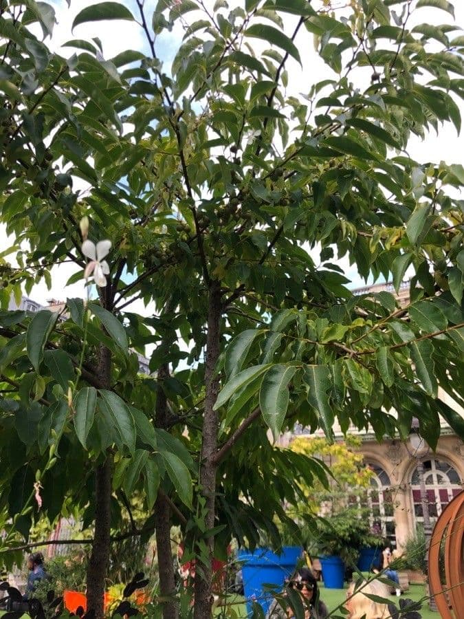 Diospyros 12