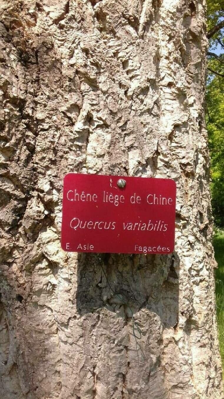 Dub variabilný 8