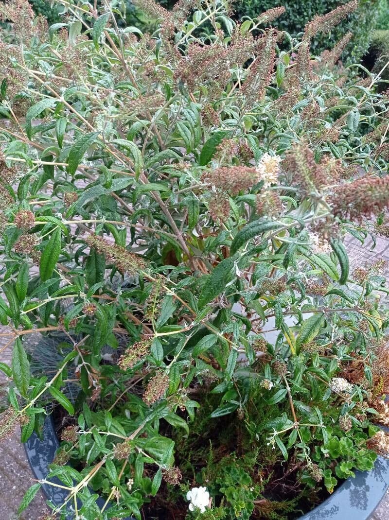 Buddleja asiática 14