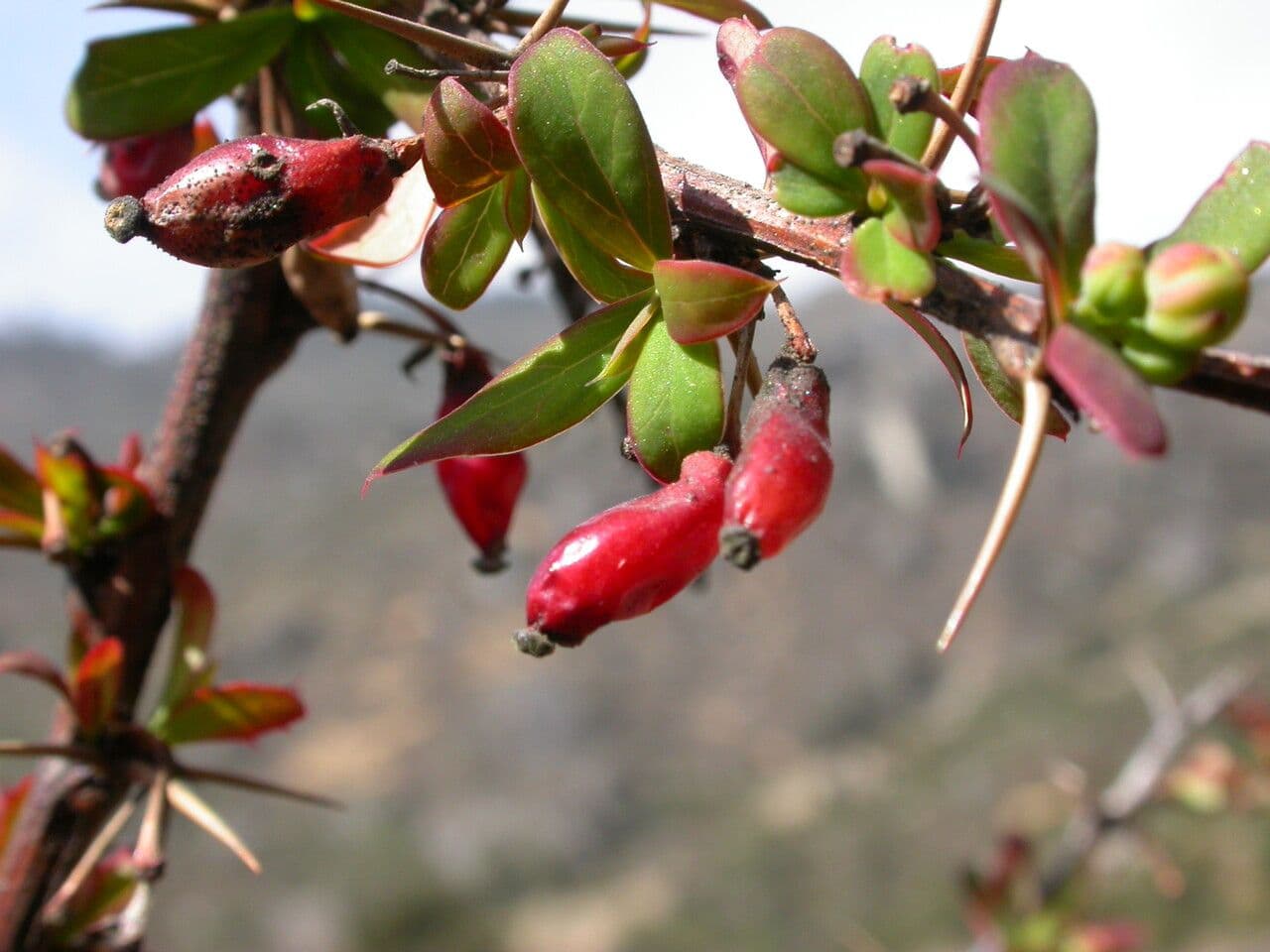 Berberitze 7