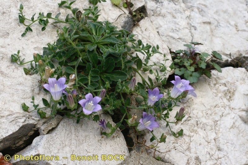 Campanula mollis 6