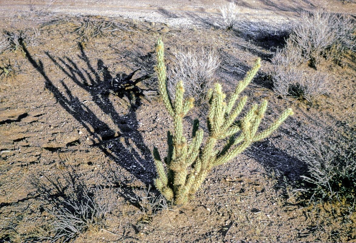Cholla rogata 11