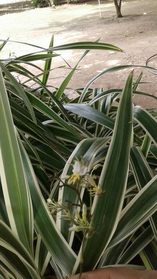 Dianella tasmanská 7