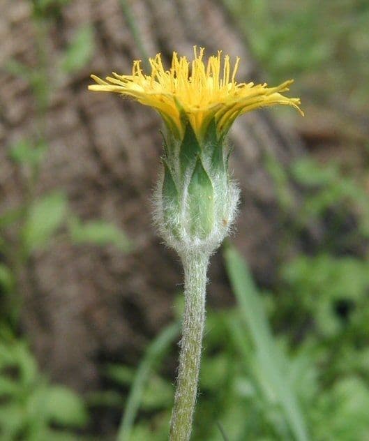 Agoseris retrorsa 8