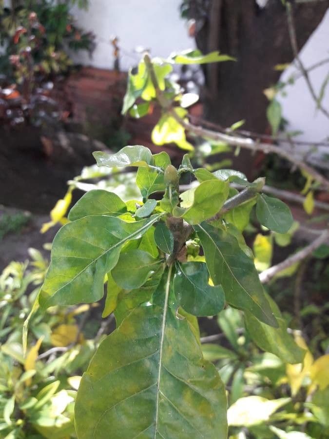 Gardenia Volkensa 16