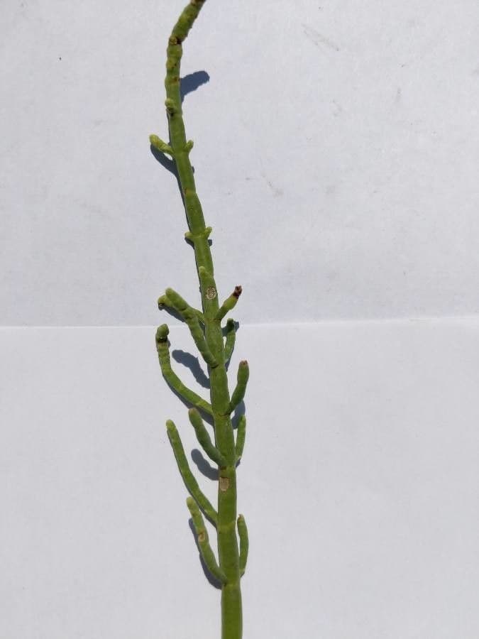 Salicornia 3