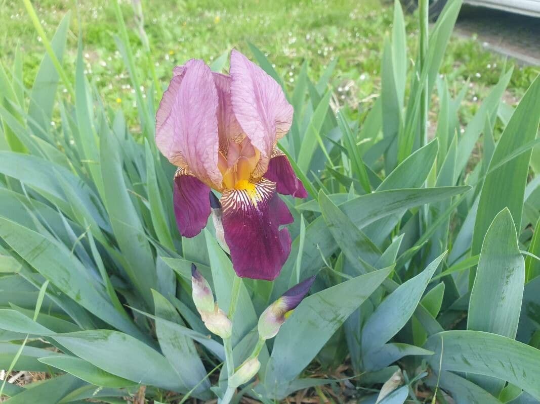 Iris