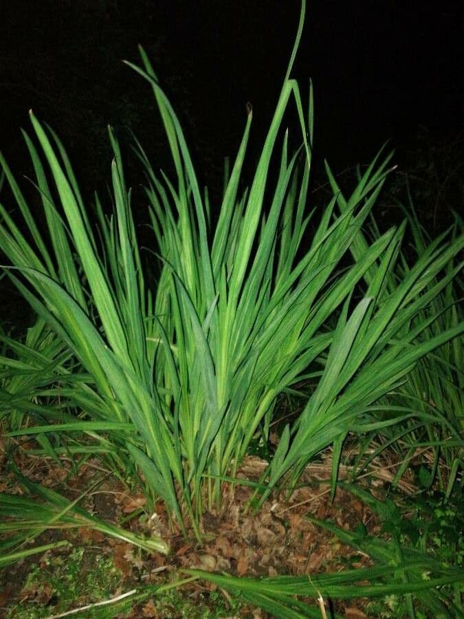 Pandan 3
