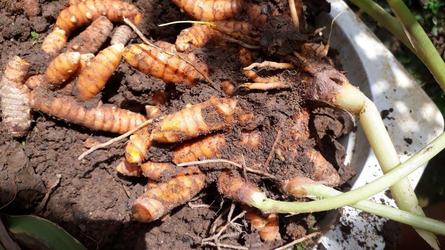 Curcuma 26