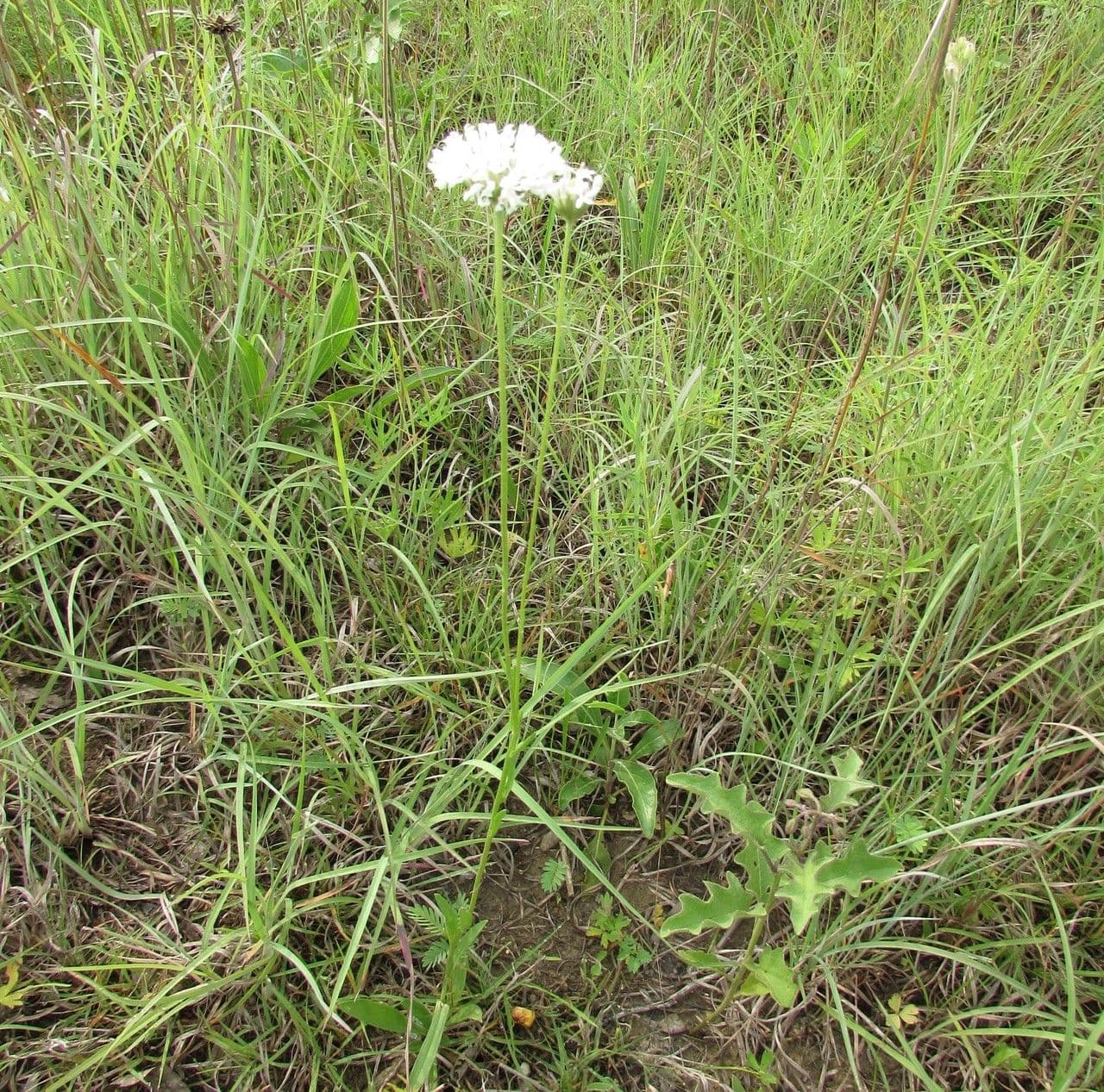 Marshallia caespitosa 10