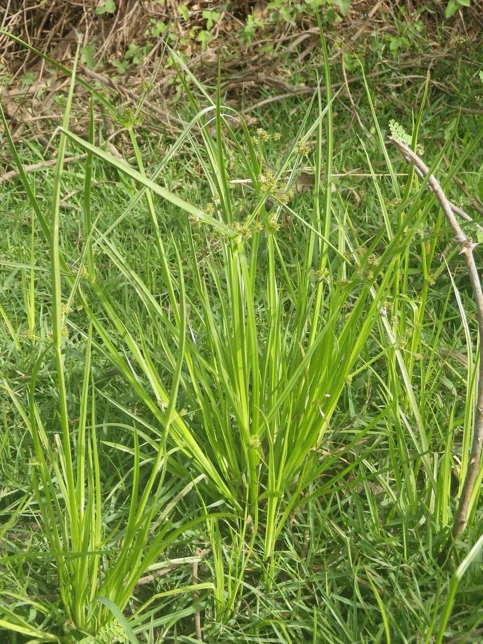 Zigolo difforme 12