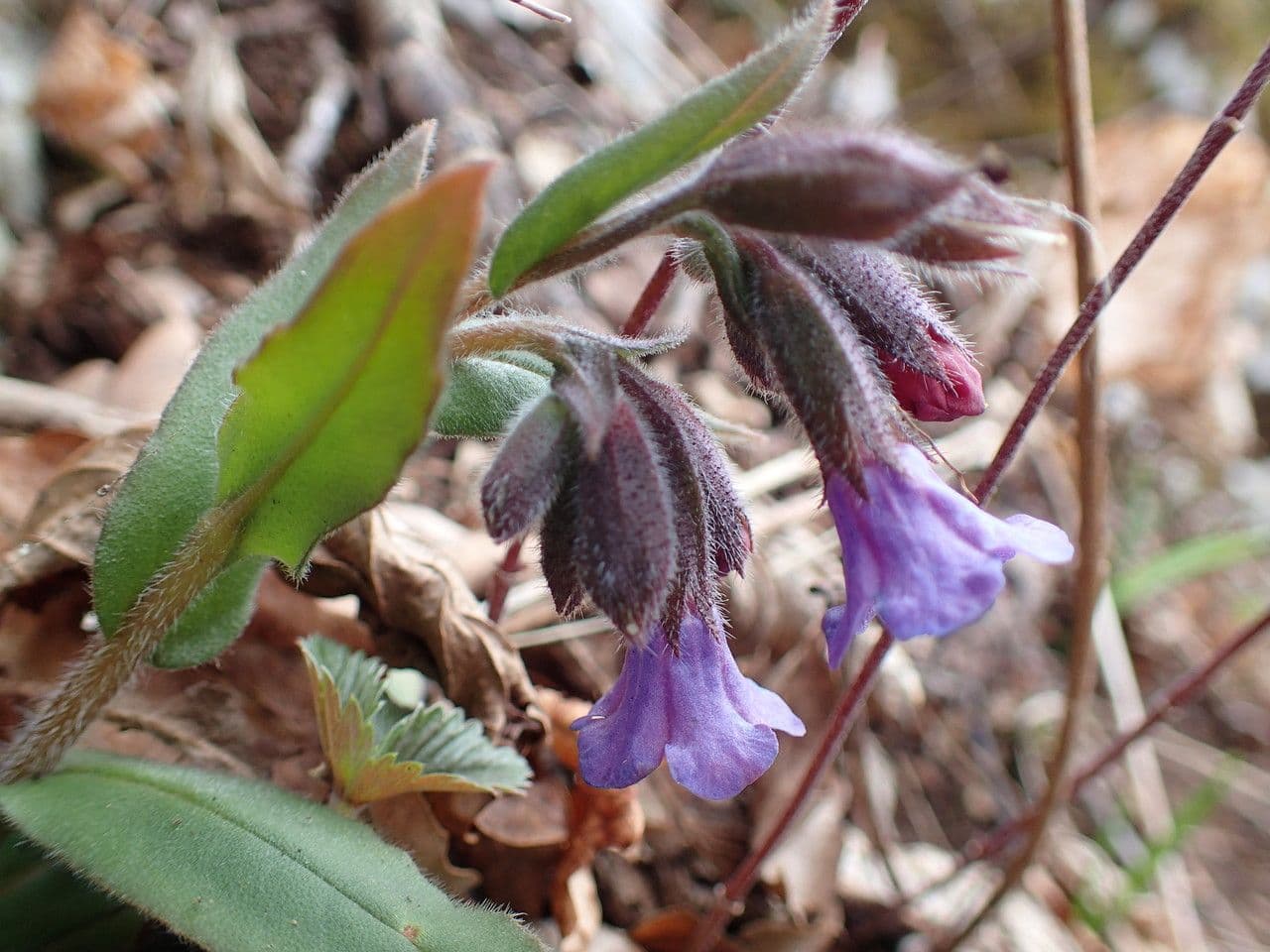 Polmonaria montana 5