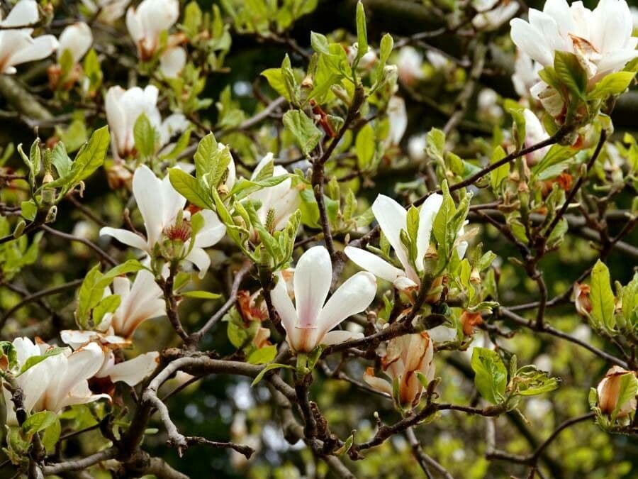 Magnolia denudata 20