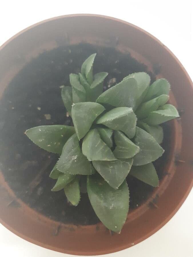Hawortia 7